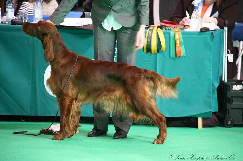 Crufts2011 707.jpg